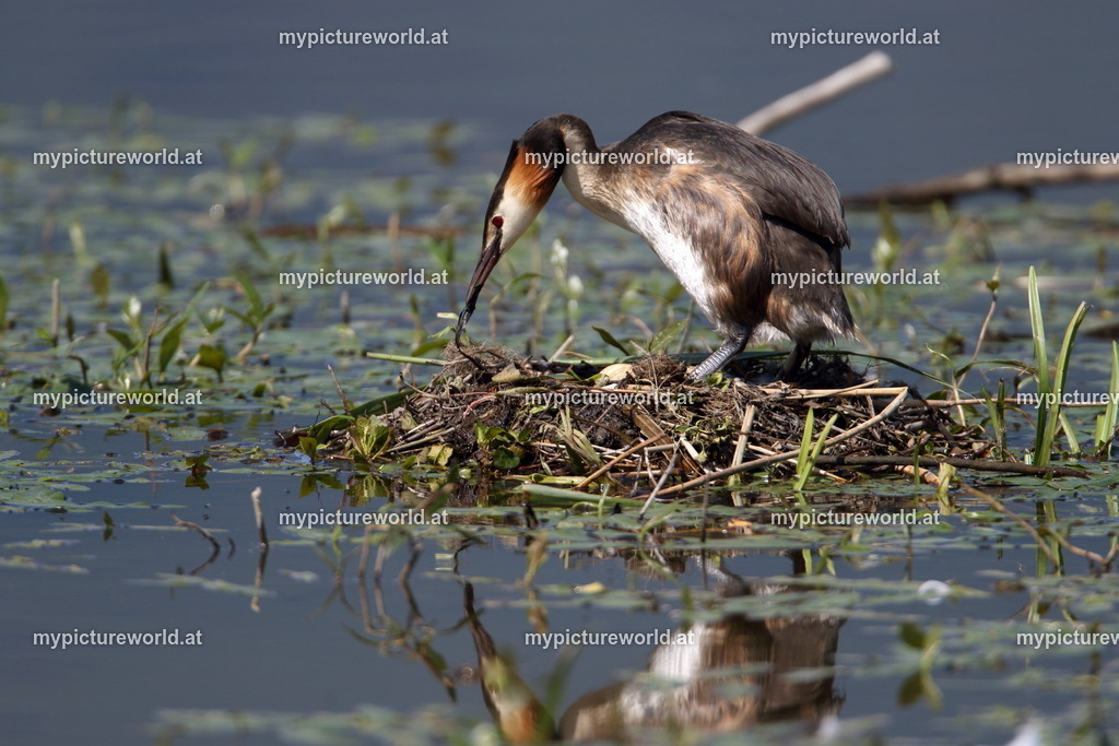 Haubentaucher-095 | Das Bilderarchiv über Tiere, Planzen und Landschaften. In der Bilddatenbank finden Sie ein große Auswahl an hochwertigen Bilder für Ihre Werbung - Realisiert mit Pictrs.com