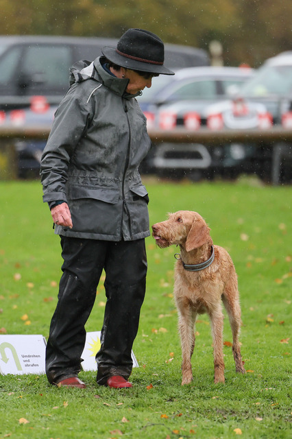 2025_Rally_Obedience_SM-238 | Ich fotografiere Hundeausstellungen, Sportanlässe, Zuchtstätten, Hundezucht, Hundeportrait, Lagotto - Realisiert mit Pictrs.com