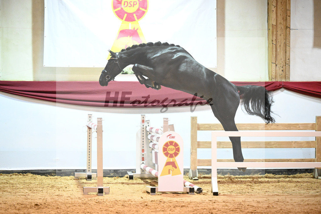 Kat-Nr. 43 Monator vd Radstake x Aganix Du Seigneur_Schep_47241229 | hf-fotografie - Realizzato con Pictrs.com