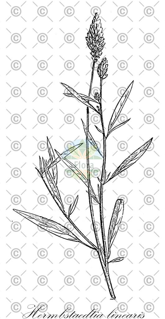 HistAbb_wfo-0000720618_1_ENZY_Simple | Historische Abbildung von Hermbstaedtia linearis - Amaranthaceae | Historical Illustration of Hermbstaedtia linearis - Amaranthaceae