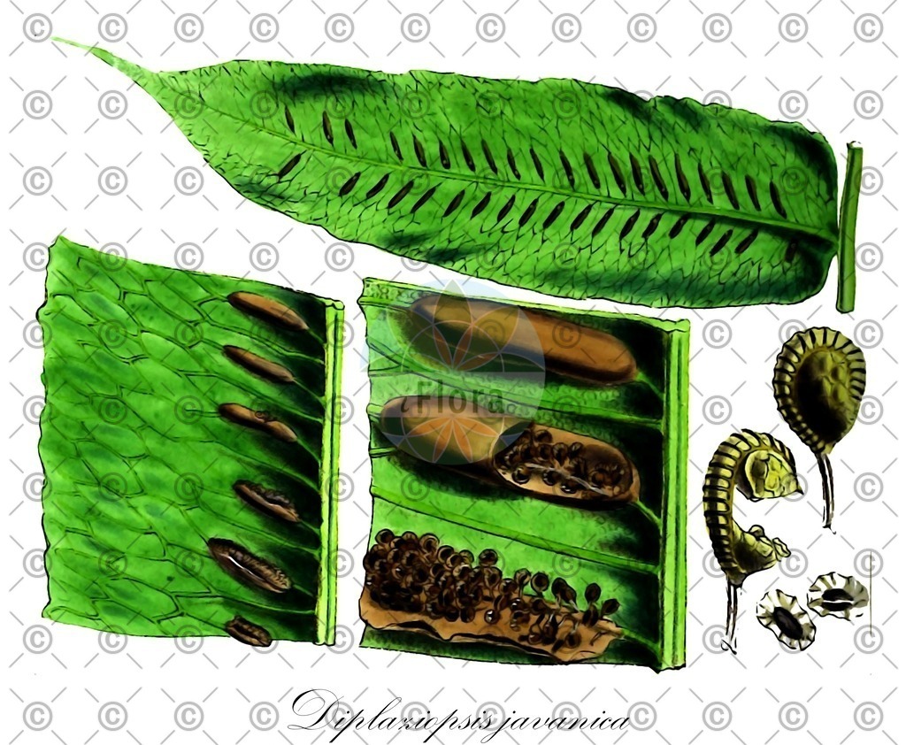 HistAbb_wfo-0001112904_1_ENZY_Simple | Historische Abbildung von Diplaziopsis javanica - Diplaziopsidaceae | Historical Illustration of Diplaziopsis javanica - Diplaziopsidaceae