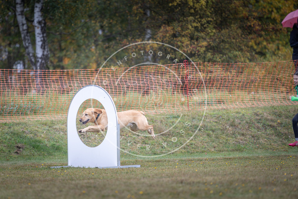 Pfotenfotografie_DV3A0319 | Hundefotografie, Tierfotograf, Pfotenfotografie, Fotoshooting Hund, Hunde Portrait, Hundesport, Hundeportraits, Heideshooting, Hunde, Sportfotograf, Hundefotograf, Turnierhundsport, THS,  - Realisiert mit Pictrs.com