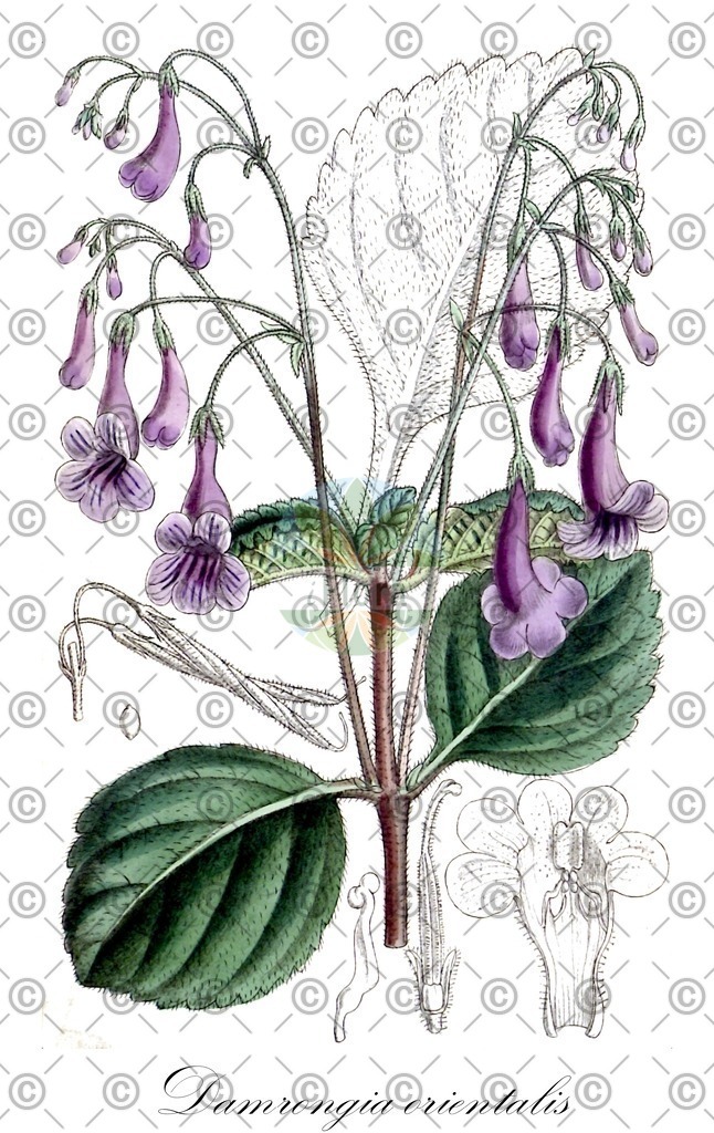 HistAbb_wfo-0001247497_1_ENZY_Simple | Historische Abbildung von Damrongia orientalis - Gesneriaceae | Historical Illustration of Damrongia orientalis - Gesneriaceae