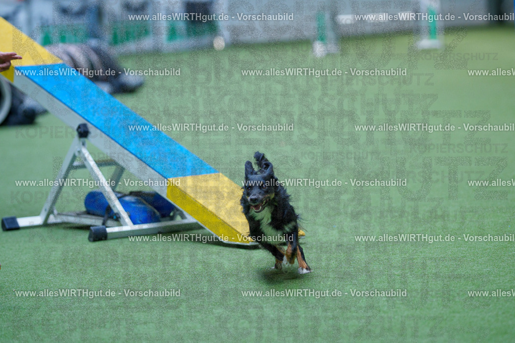 @allesWIRTHgut_Tierfotografie - www.allesWIRTHgut.de - 2604251352-7R504222 | Professionelle Tierfotografie in Mönchengladbach von Daniel Wirth (allesWIRTHgut). Liebevolle & natürliche Bilder von Hunden & Katzen für unvergessliche Erinnerungen.