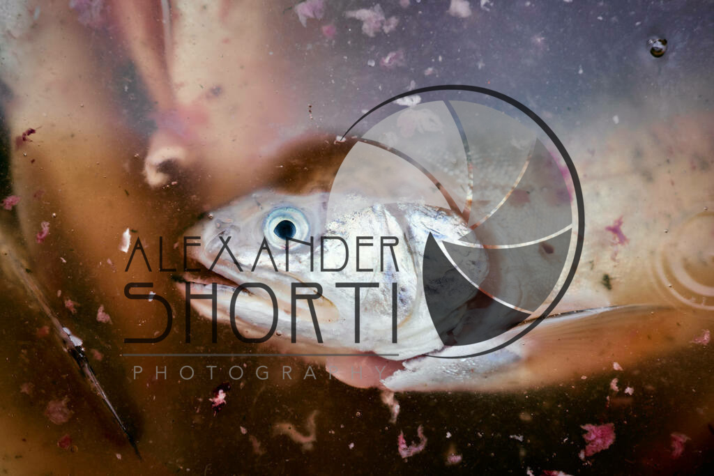 068_FoodRock_2023_04_Najib | alexandershorti - Realisiert mit Pictrs.com