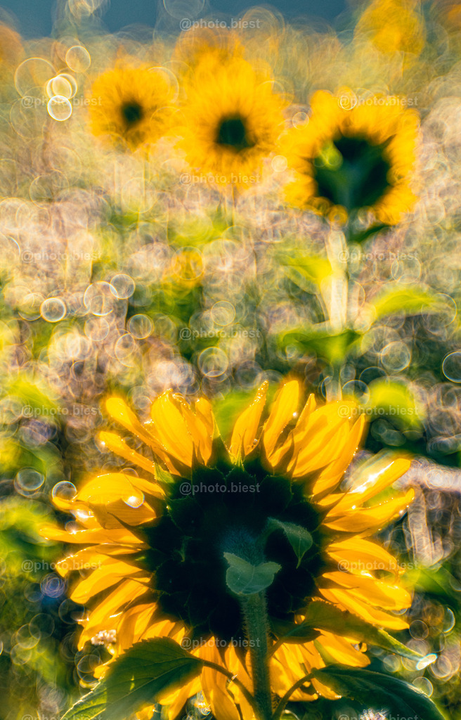 Backstage @ Van Gogh | Sonnenblumenfeld aus ungewohnter Perspektive.  - Realisiert mit Pictrs.com