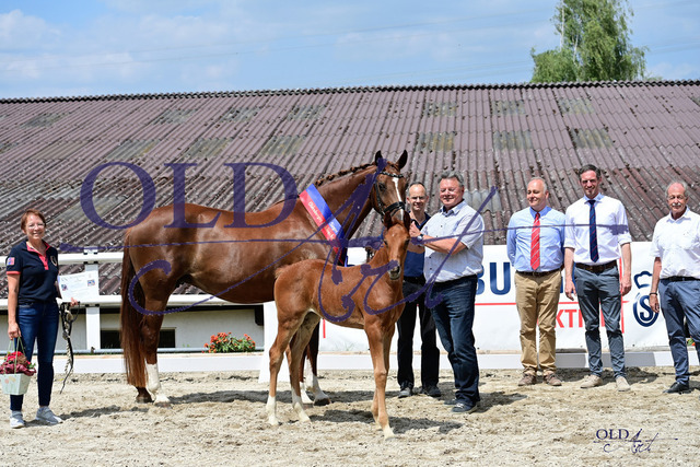 10 DE433330732823 FRE Vitalis - Fürst Romancier - Sandro Hit_DSC_7831 Kopie | <meta name="description" content="★Offizieller Merchandise und Foto-/Videostore des Oldenburger Verbandes.★ ✅Jetzt auch digital Ausdrucke erhältlich." />
<meta name="keywords" content="Merchandise Foto-/Videostore Oldenburger Verband Photographie 