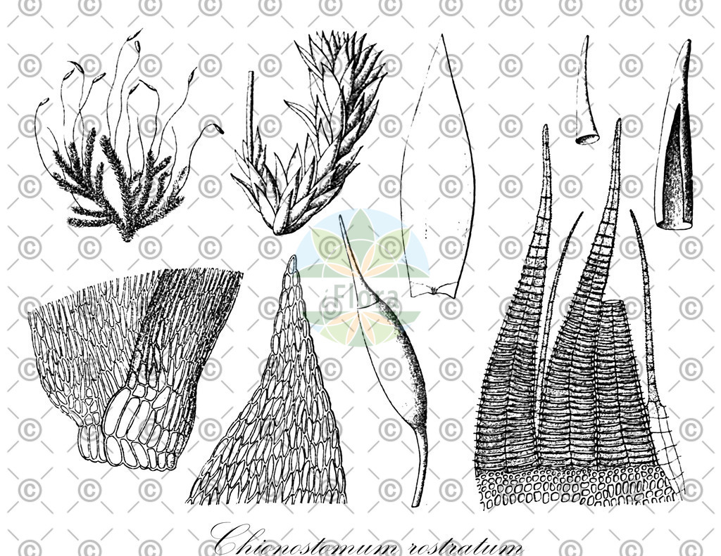 HistAbb_wfo-0000602311_1_ENZY_Simple | Historische Abbildung von Chionostomum rostratum - Sematophyllaceae | Historical Illustration of Chionostomum rostratum - Sematophyllaceae