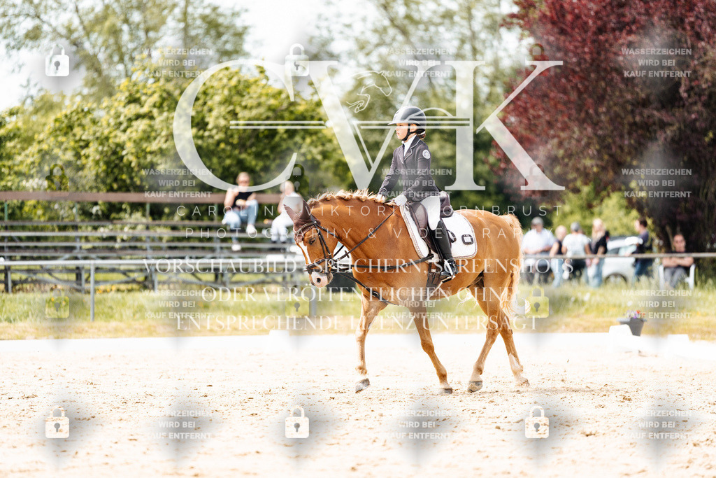 CK902475 | Turnierfotografie Pferdefotografie Trier Rheinland-Pfalz Pferdesport Reitsport Tierfotografie Sportfotografie Pferdevideo Pferdevideografie Equestrianvideography equestrianphotography  - Realisiert mit Pictrs.com