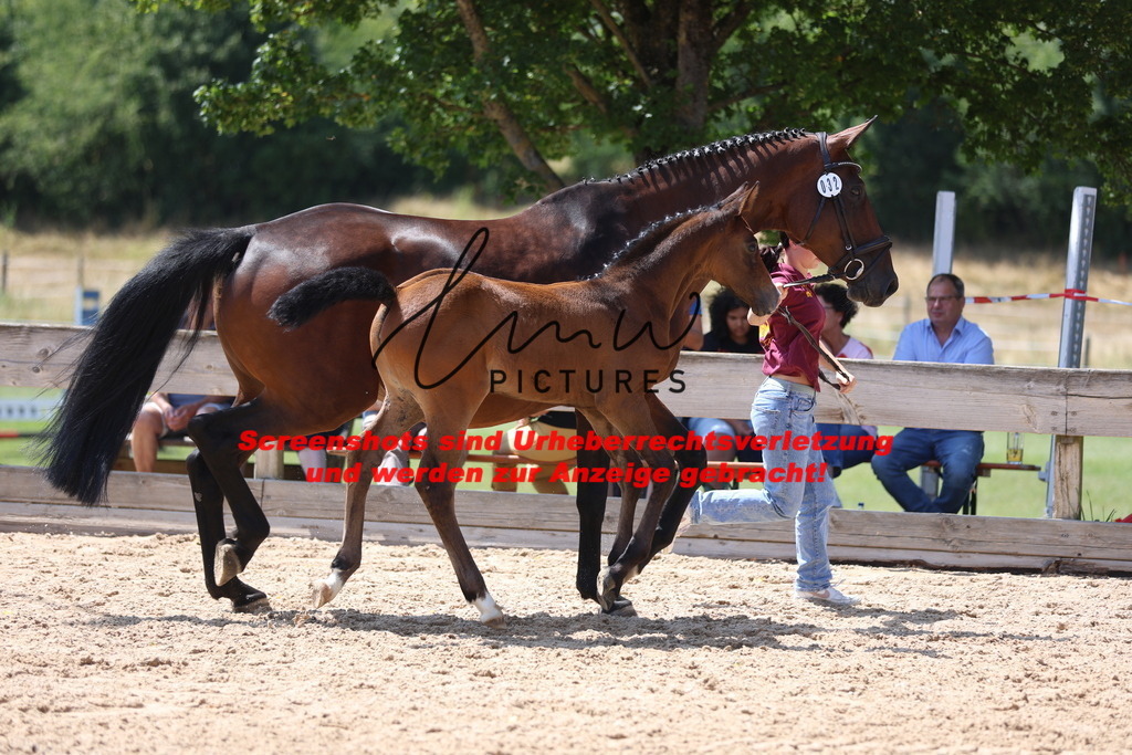 Fohlenschau_Schwäbisch_Hall_springbetonte_Fohlen_KN 32_1 | lmwpictures - Realisiert mit Pictrs.com