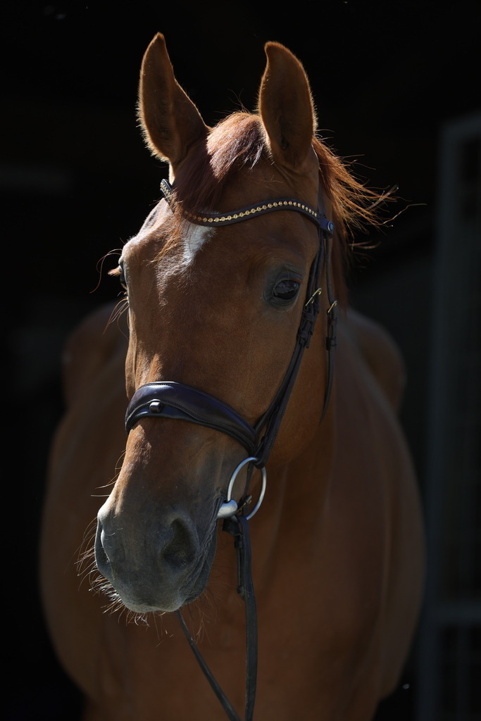 0P6A8931 | Willkommen bei Brunnmayr - Design & Fotografie – Ihrem Spezialisten für Reitturniere und Pferdeveranstaltungen in Oberösterreich, Salzburg und Bayern! Seit über 17 Jahren sind wir leidenschaftlich dabei.