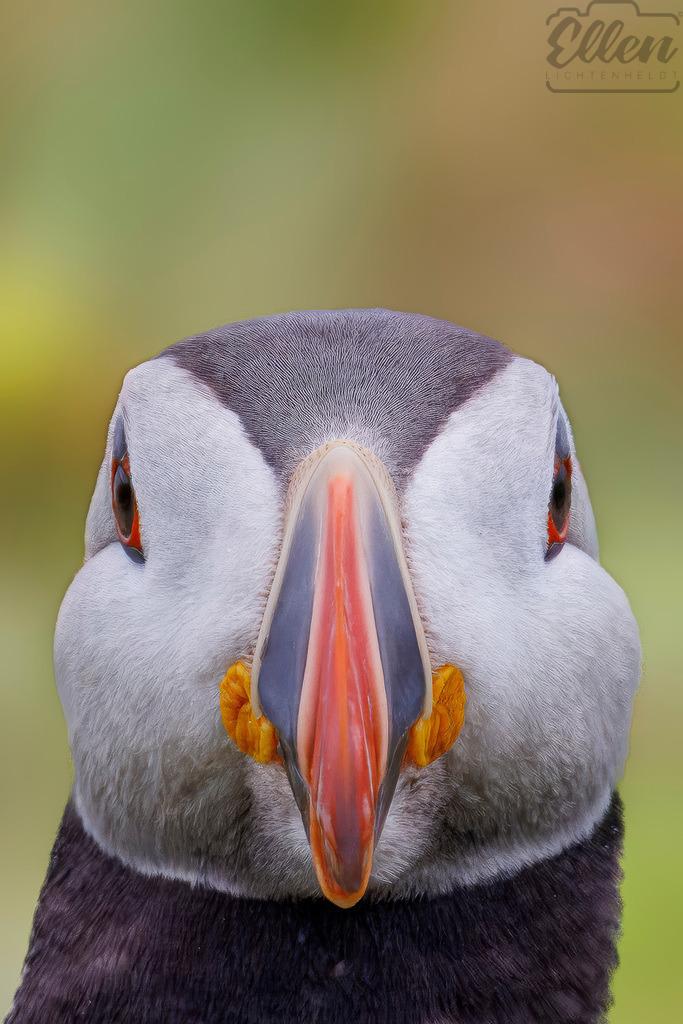 Face to Face | Eye to eye with the wild — a portrait of the puffin’s quiet intensity and striking presence. - Realisiert mit Pictrs.com