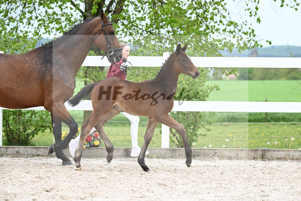 Kat-Nr. 28 HF Fair Deal x Dante Weltino_Locher_23260997 | hf-fotografie - Realizzato con Pictrs.com