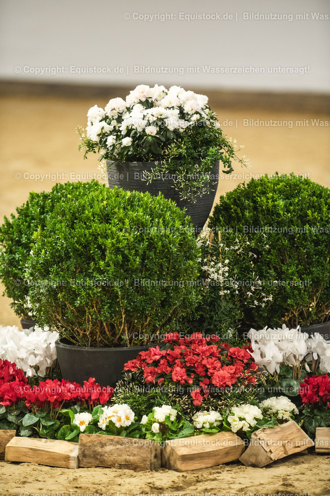 20240302_Hengstvorstellung_Marbach_TOMsPiC_0063-2 | equistock