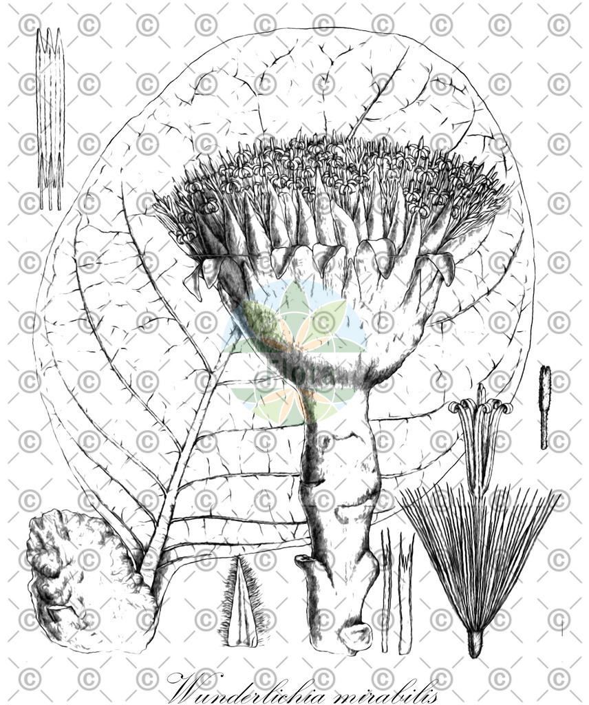 HistAbb_wfo-0000751858_1_ENZY_Simple | Historische Abbildung von Wunderlichia mirabilis - Asteraceae | Historical Illustration of Wunderlichia mirabilis - Asteraceae