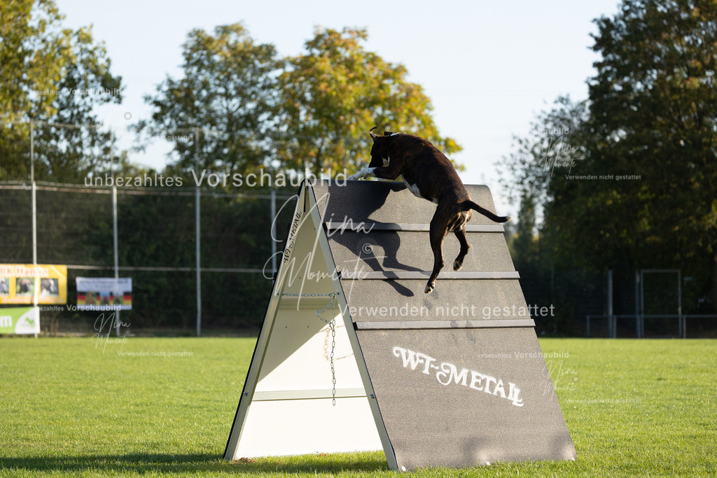 _16A6121 | Einzigartige Fotos von Hunden & Menschen –Actionfotos, Portraits, Vereinsaufnahmen & Paarshootings – authentisch, lebendig & mit Herz.