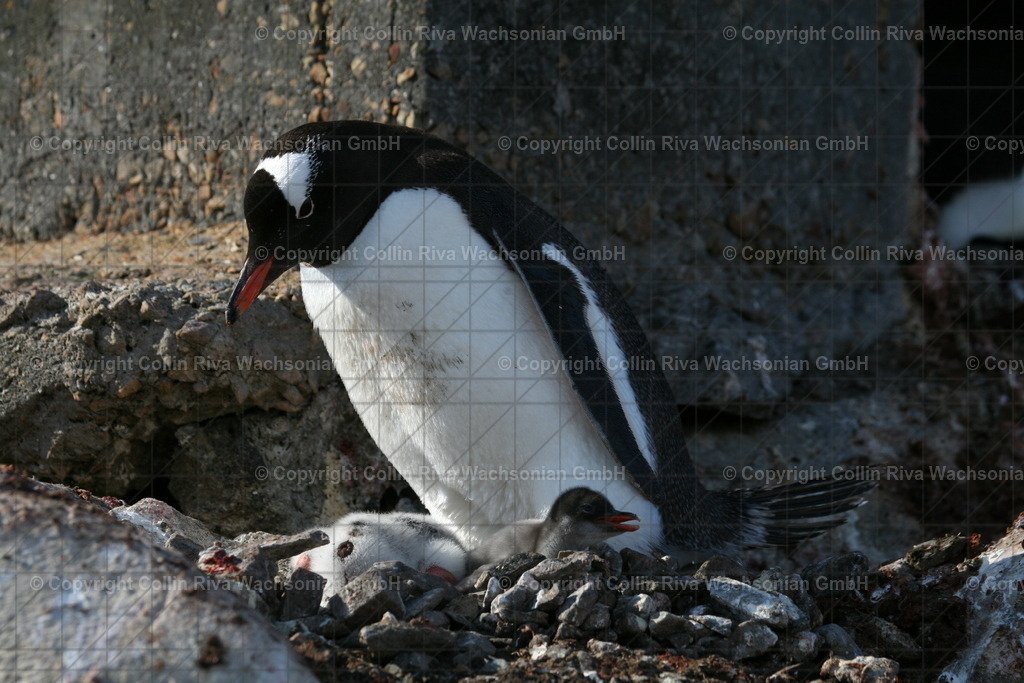 IMG_5345 | Antarktis / Antarctica - Realisiert mit Pictrs.com
