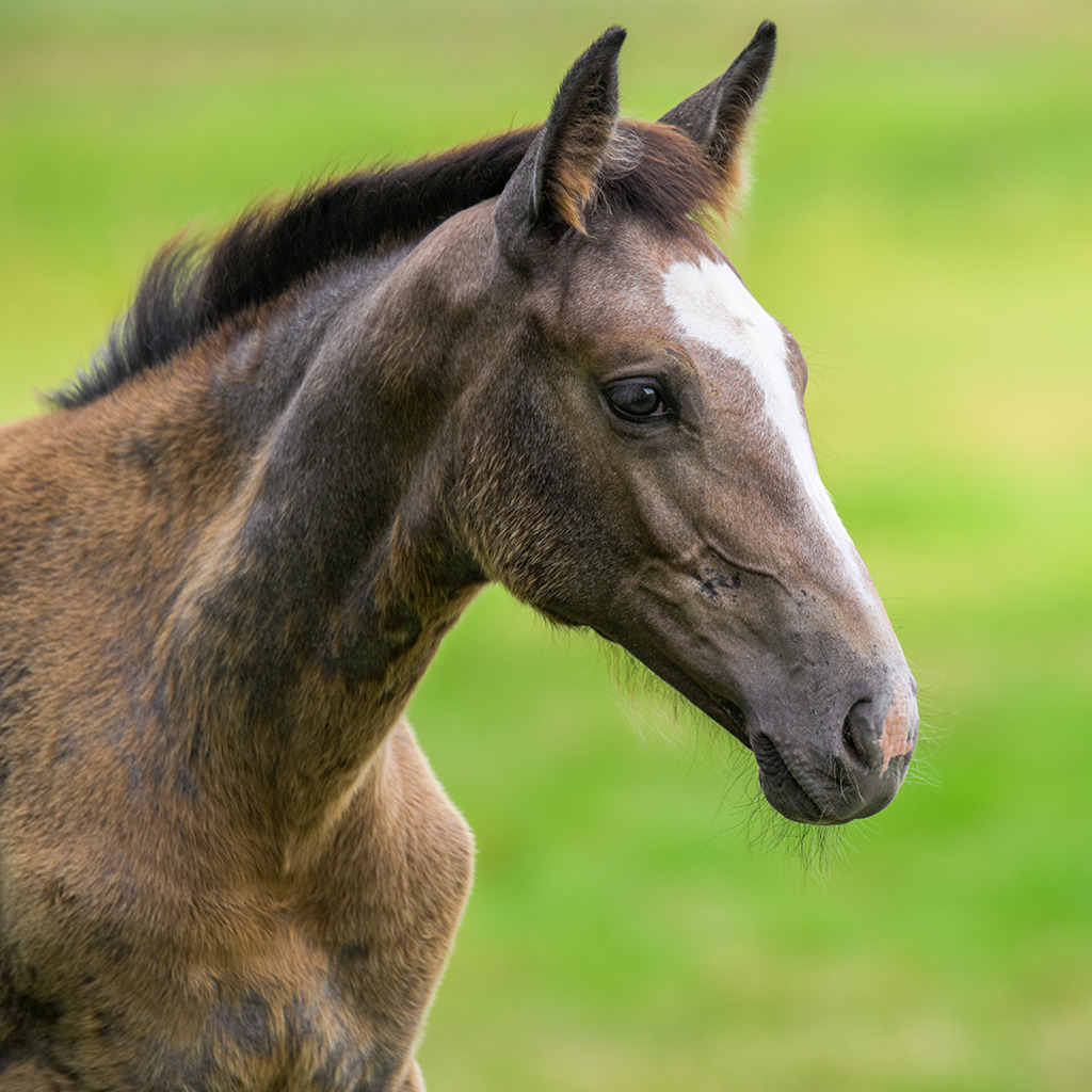 Fohlen in kokosbraun | Auf einer Weide wurde dieses kokosnussbraune Fohlen aufgenommen. Sein Blick hegt leise Erwartungen an seinen Betrachter, lässt die Schönheit des edlen Haupts zur Geltung kommen. — Auflösung des Originals: 5504 x 5504 px. - Realisiert mit Pictrs.com