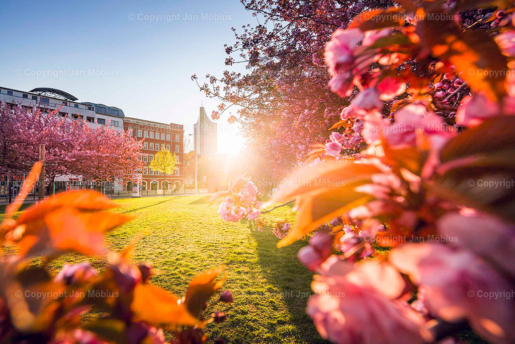 Johannesplatz | Der Johannesplatz am Grassi Museum in Leipzig – besonders zur Kirschblütenzeit – ist ein echtes Frühlings-Highlight: historisch, ästhetisch, ruhig, aber zentral. Perfekt für Content rund um Natur in der Stadt, Architektur, Museen &amp; saisonale Highlights wie die Kirschblüte. Der Johannesplatz am Grassi Museum in Leipzig ist ein ruhiger, zentraler Platz mit beeindruckender Architektur und einer zauberhaften Kirschblüte im Frühling. - Realisiert mit Pictrs.com