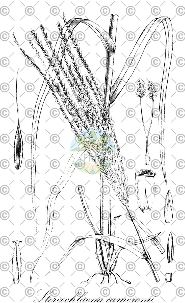 HistAbb_wfo-0000779615_1_ENZY_Simple | Historische Abbildung von Stereochlaena cameronii - Poaceae | Historical Illustration of Stereochlaena cameronii - Poaceae