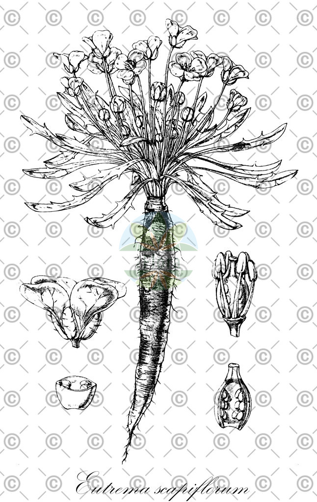 HistAbb_wfo-0000417259_1_ENZY_Simple | Historische Abbildung von Eutrema scapiflorum - Brassicaceae | Historical Illustration of Eutrema scapiflorum - Brassicaceae