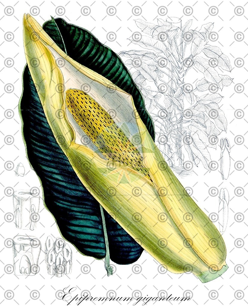 HistAbb_wfo-0001166488_1_ENZY_Simple | Historische Abbildung von Epipremnum giganteum - Araceae | Historical Illustration of Epipremnum giganteum - Araceae