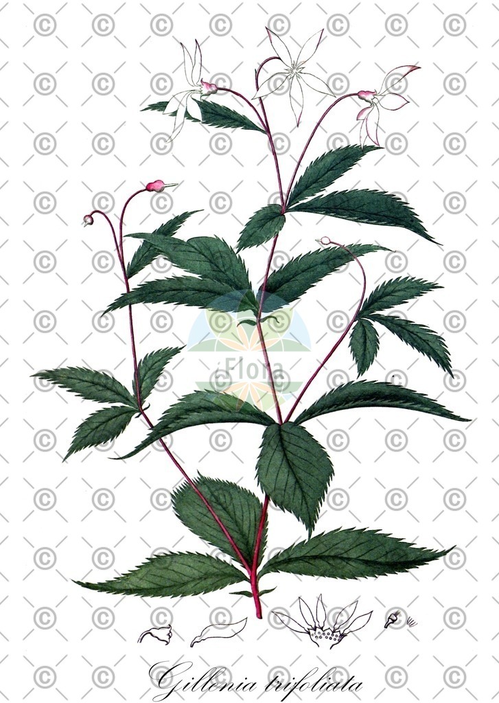 HistAbb_wfo-0000703226_1_ENZY_Simple | Historische Abbildung von Gillenia trifoliata - Rosaceae | Historical Illustration of Gillenia trifoliata - Rosaceae