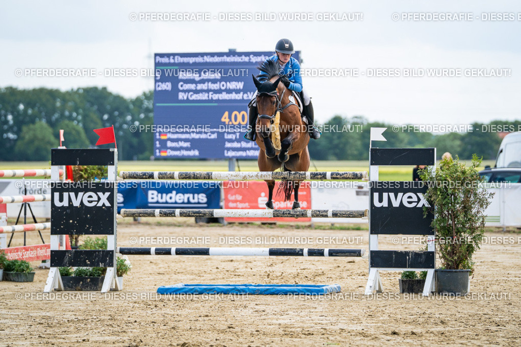 DSC06736 | Pferdegrafie