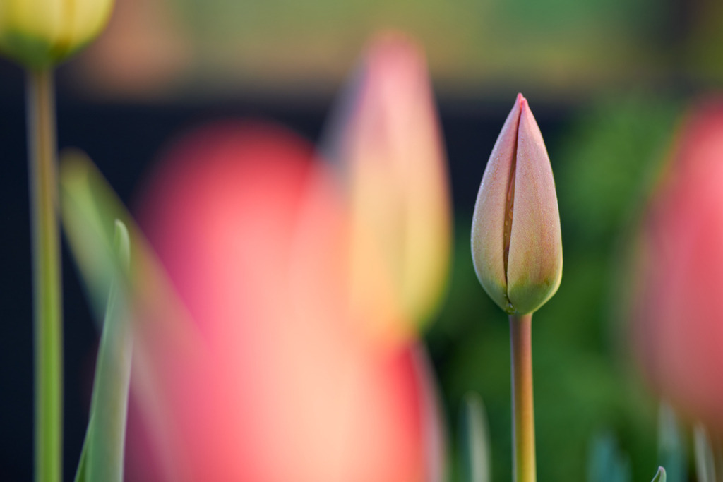 rote Tulpen im Blumenbeet | Austria - April 20, 2022: rote Tulpen im Blumenbeet. - Realisiert mit Pictrs.com