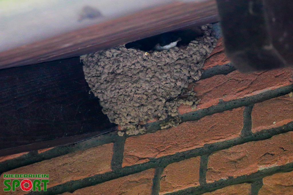 Mehlschwalben_bei_Otto11062025_021 | Bildergalerie von Sport-Ereignissen aber auch von weiteren spannenden Dingen - nicht nur vom Niederrhein. In Anlehnung an den bekannten Spruch von Hanns Dieter Hüsch heißt das Motto: "Niederrhein ist überall".  - Realisiert mit Pictrs.com