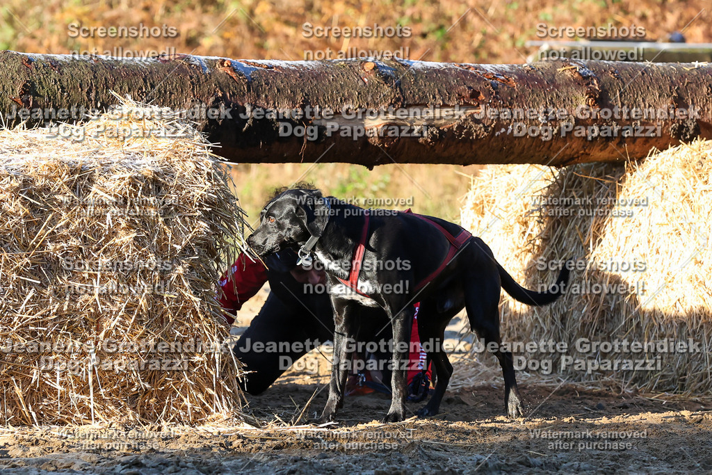 Dog Paparazzi - Strongdog 10-25-819 | Dog Paparazzi Jeanette Grottendiek Fotografie & Videografie - Realisiert mit Pictrs.com