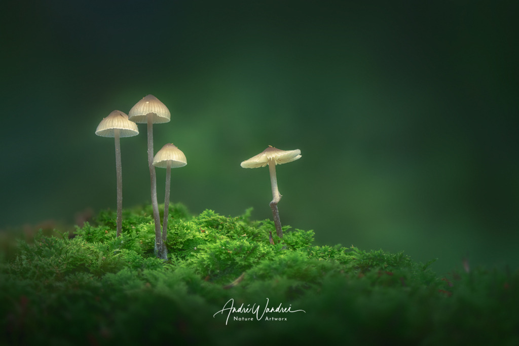 Leuchtpilz (9) | Andre Wandrei - Nature Artworx - Realisiert mit Pictrs.com
