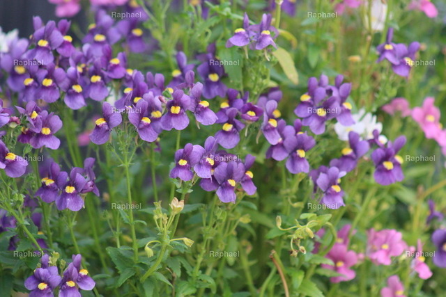 IMG_3235 | Raphael - Realisiert mit Pictrs.com