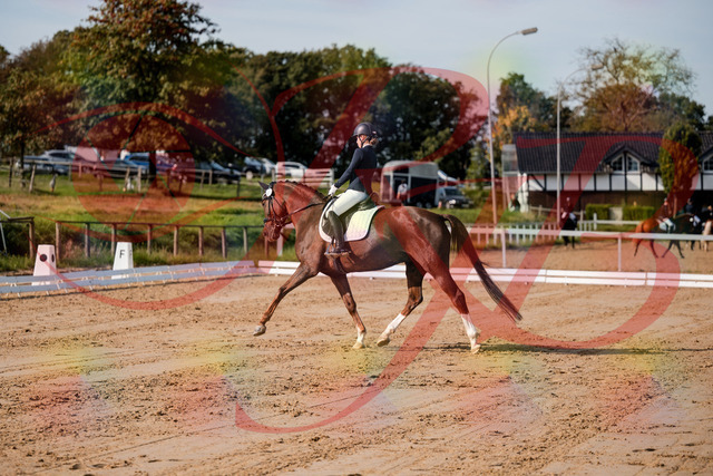 2026_10_03_Siefer-Hof_114730_Z63_26604916 | Professionelle Reitsport-, Turnier- und Eventfotografie von Robert Broda. Galerien mit ausgewählten und bearbeiteten Bildern direkt online ansehen und bestellen.