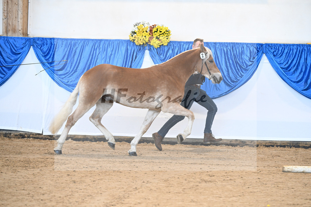 Kat-Nr. 2 nn v. Belantis_Haflingergestuet Meura_48250797 | hf-fotografie - Realisiert mit Pictrs.com