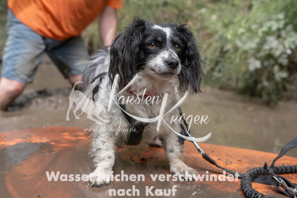 1347_ZZ95922 | kk-dogfotos