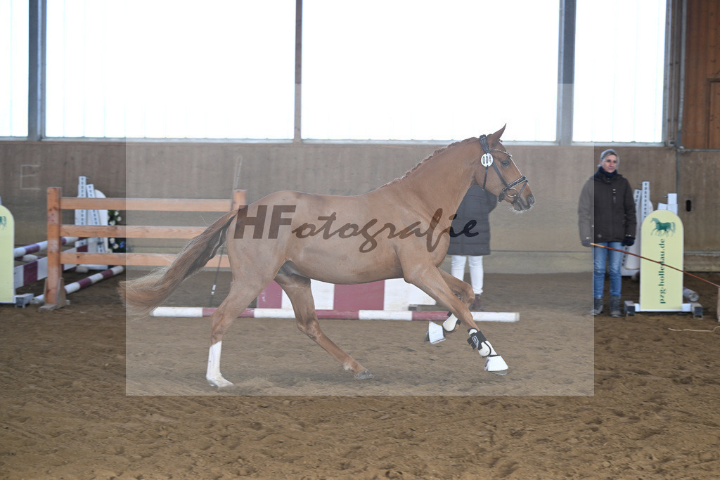 Kat-Nr. 4 Thuraus Giordano v. Giotto_Hummer_49250102 | hf-fotografie - Realisiert mit Pictrs.com