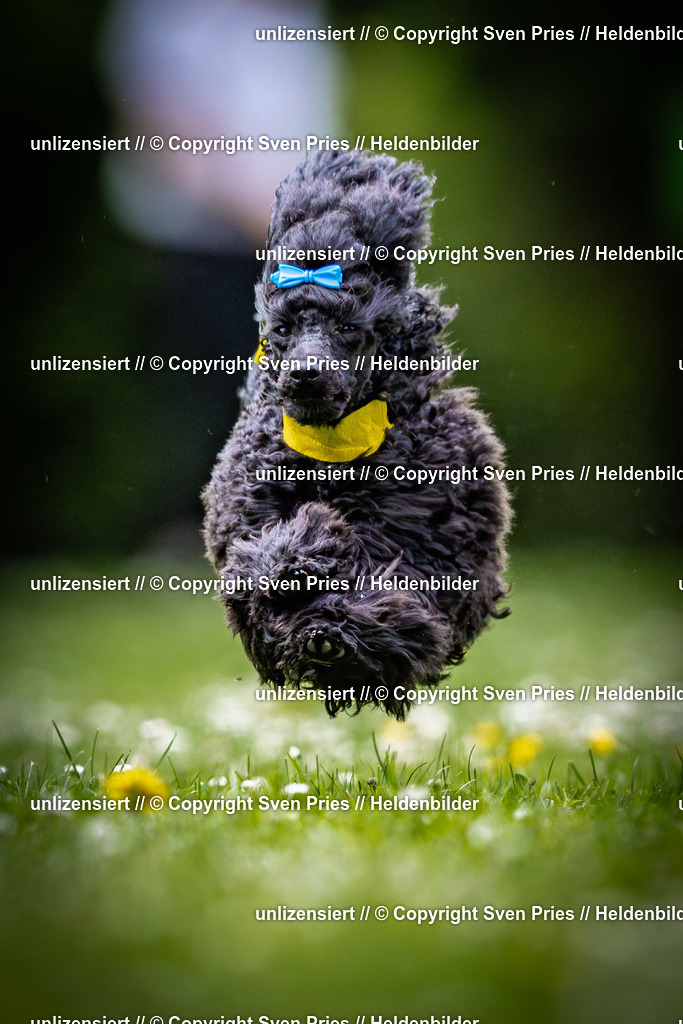 Sven Pries | 2025-05-29 - Pudelrennen KA-Durlach - Realisiert mit Pictrs.com