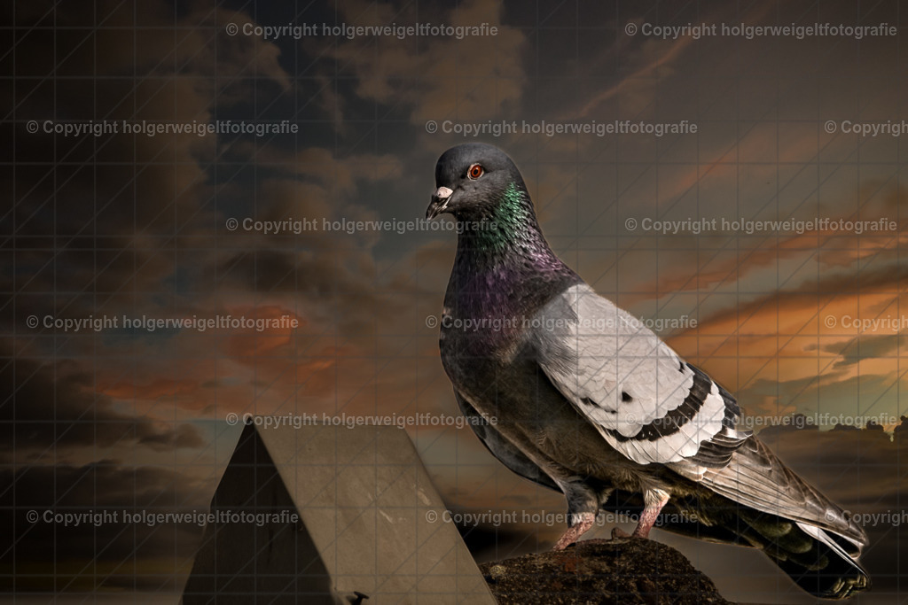 Taube | Kaufen sie online außergewöhnliche Fotografien auf Leinwand Acrylglas Fotoprint Aludibond von holgerweigeltfotografie - Realized with Pictrs.com
