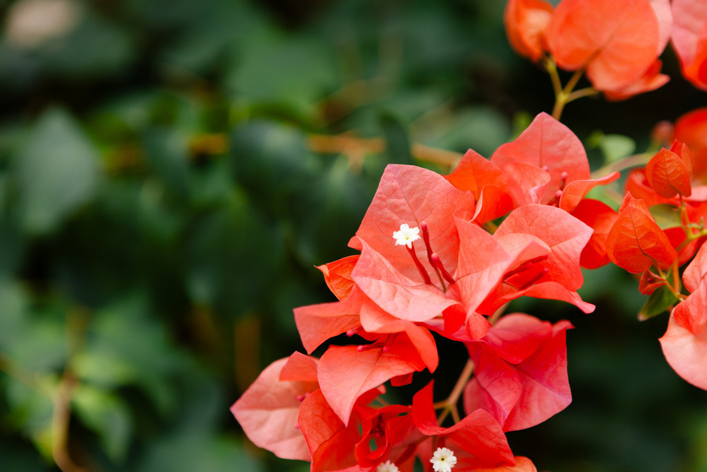 IMG_0856 | AHORN PHOTOGRAPHY - Realisiert mit Pictrs.com