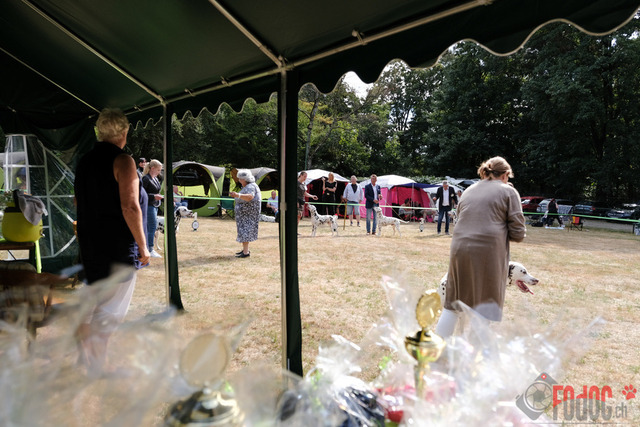 Dalmatiner Hilden | Dalmatiner, Regionalgruppenausstellung Regio West Hilden. Richterin Sivia Weber-Martegani.  in Hilden  03.09.2022 Foto: Leo Wyden