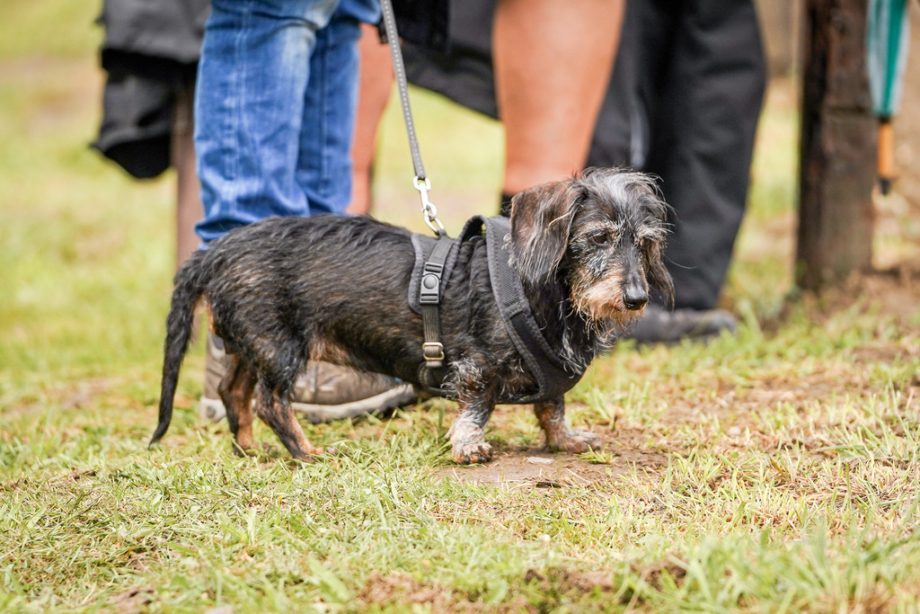 DSC06285 | Pferdegrafie