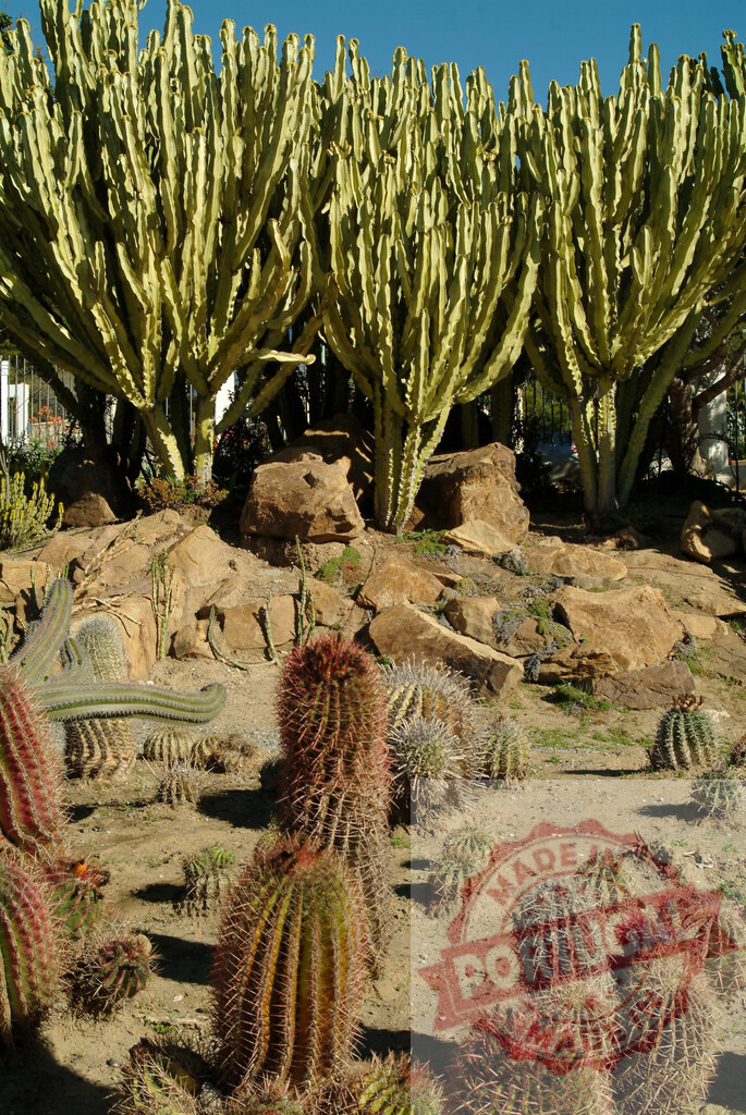 Desert landscape showcasing various outdoor succulent plants | Various desert plants and cacti growing in a dry rocky garden under blue sky - Realized with Pictrs.com