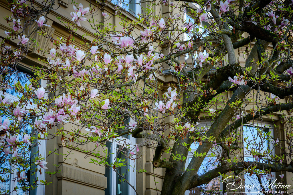 Frühling in Mainz am Rhein | Frühling in Mainz am Rhein
