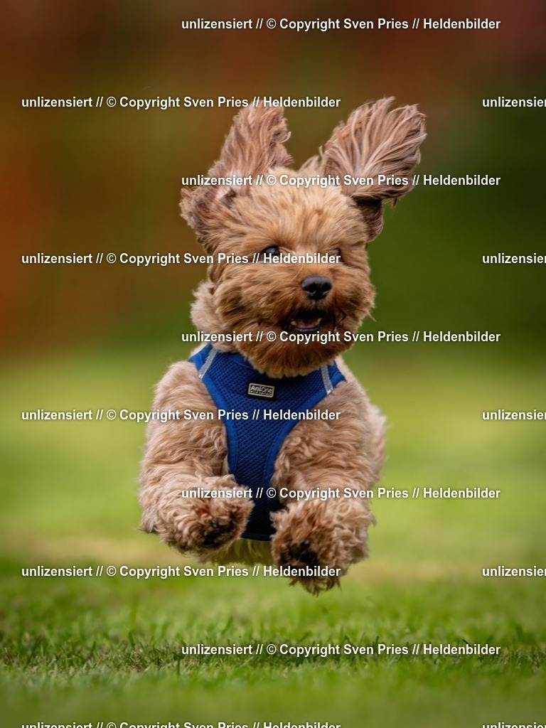 Sven Pries | 2024-09-22 - Hunderennen Baden-BadenPudelverein - Realisiert mit Pictrs.com