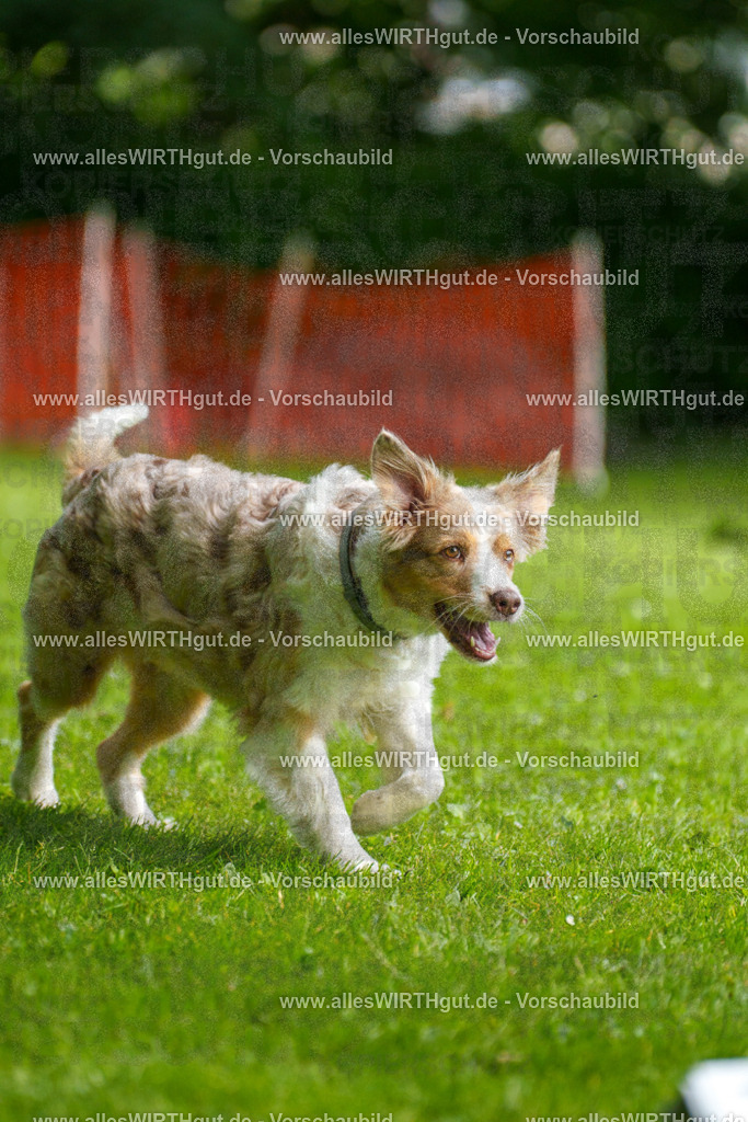 @allesWIRTHgut_Tierfotografie - www.allesWIRTHgut.de - 095952-7R507927 | Professionelle Tierfotografie in Mönchengladbach von Daniel Wirth (allesWIRTHgut). Liebevolle & natürliche Bilder von Hunden & Katzen für unvergessliche Erinnerungen.