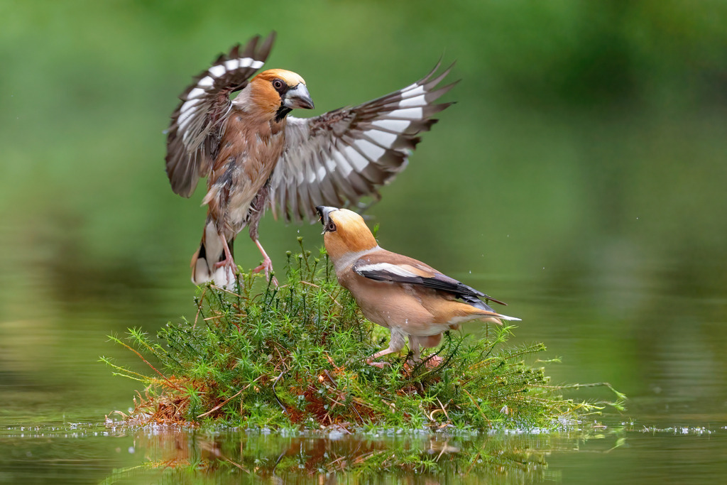 Wandbild - Auseinandersetzung der Kernbeißer auf einer moosbewachsenen Insel | Das Bild zeigt zwei Kernbeißer (Coccothraustes coccothraustes) auf einer kleinen, moosbewachsenen Insel im Wasser, die in einem lebhaften Streit verwickelt sind. Der eine Vogel hat seine Flügel weit ausgebreitet, während der andere aufmerksam und abwartend zusieht. Das klare Wasser reflektiert die Szene und verstärkt die Dramatik des Moments. Der Hintergrund ist in weichen, unscharfen Grüntönen gehalten, was die Vögel und ihre dynamische Interaktion in den Mittelpunkt rückt.