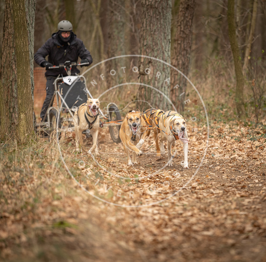 Pfotenfotografie_DV3A8613 | Hundefotografie, Tierfotograf, Pfotenfotografie, Fotoshooting Hund, Hunde Portrait, Hundesport, Hundeportraits, Heideshooting, Hunde, Sportfotograf, Hundefotograf, Turnierhundsport, THS,  - Realisiert mit Pictrs.com