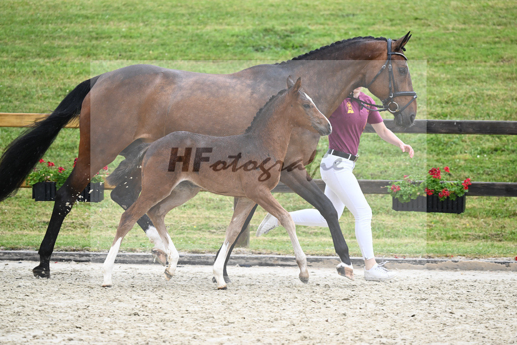 Kat-Nr. 31 SF Quel Homme de Hus_Goetz_17231490 | hf-fotografie - Realisiert mit Pictrs.com