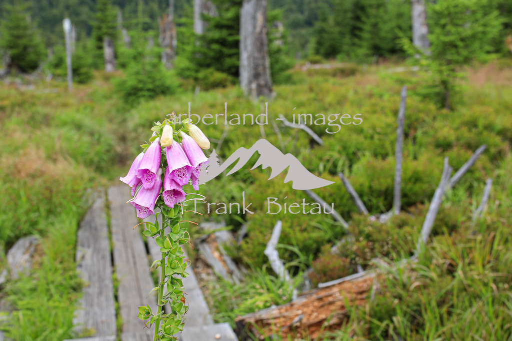 OE7A2579 | Zwieselter oder auch Zwieseler Filz / Fingerhut, Sommer im Bayerischen Wald